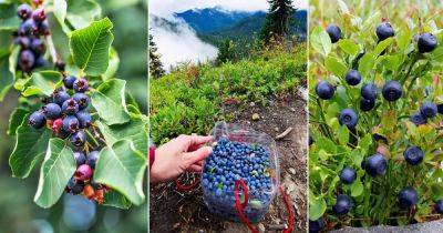 11 Berries That Look Like Blueberries - balconygardenweb.com