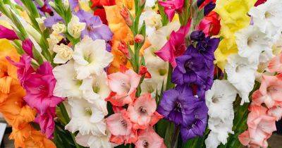 How to Start Gladiolus Indoors for Early Flowering - gardenerspath.com - Netherlands
