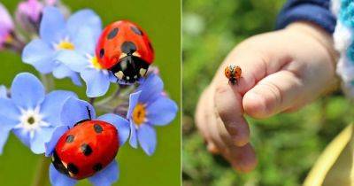 7 Reasons Why Ladybugs Are Good Luck - balconygardenweb.com