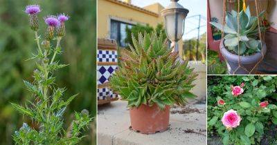 17 Plants with Prickly Leaves - balconygardenweb.com
