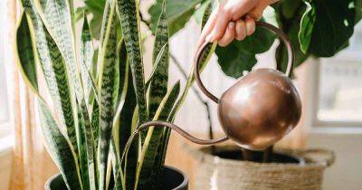 When and How to Water Houseplants - gardenerspath.com