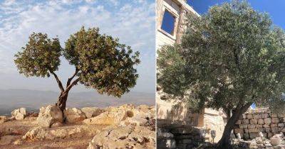 Spiritual Meaning of Planting an Olive Tree - balconygardenweb.com - region Mediterranean