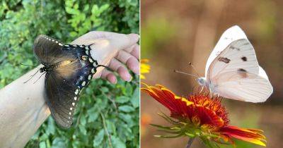 What Does It Mean to Cross Paths with a Butterfly? - balconygardenweb.com - Greece
