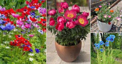 13 Flowers That Look Like Poppies - balconygardenweb.com - Iran
