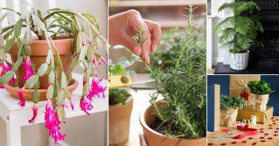 15 Things to Do With Holiday Plants After Christmas and New Year - balconygardenweb.com