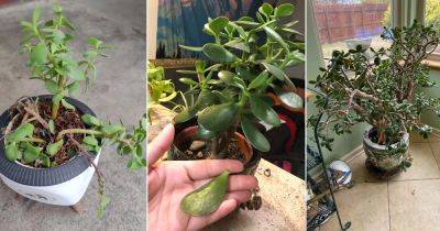 Jade Plant Leaves Falling Off: 8 Major Reasons and Solutions - balconygardenweb.com