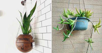 How to Grow Snake Plant in Hanging Basket - balconygardenweb.com - city Sansevieria