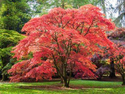 10 Trees That Will Add Value To Your Home – According To Experts - gardeningknowhow.com - Usa