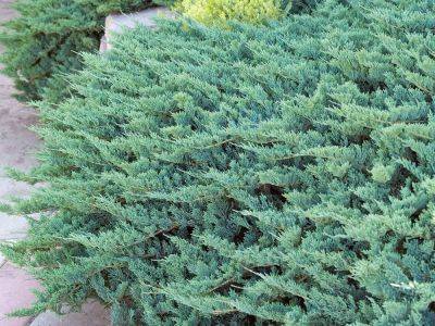 Protect Your Plot In Style With These Juniper Ground Cover Plants - gardeningknowhow.com