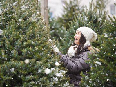 8 Mistakes To Avoid When Buying And Caring For A Christmas Tree - gardeningknowhow.com
