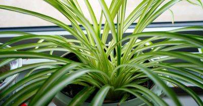 When and How to Divide Spider Plants - gardenerspath.com