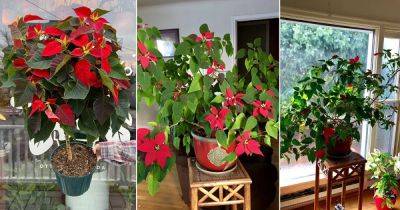 8 Poinsettia Care Tips After Christmas for Year Round Growing - balconygardenweb.com