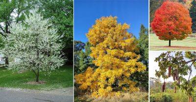 43 Trees That Start With S - balconygardenweb.com - Usa - Australia - state North Carolina