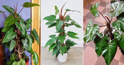How to Grow Philodendron Red Emerald - balconygardenweb.com - Brazil