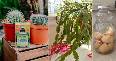 Christmas Cactus latest articles