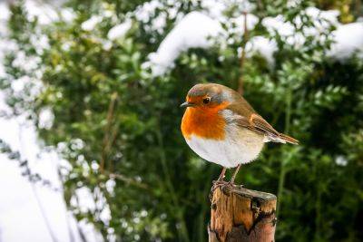 Encourage robins to your garden this Christmas - theenglishgarden.co.uk - Britain
