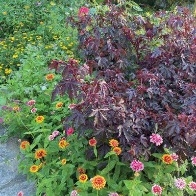 Jazz Up Your Garden with Annuals You Can Easily Grow from Seed - finegardening.com
