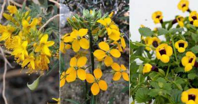 11 Yellow Flowers With Four Petals - balconygardenweb.com