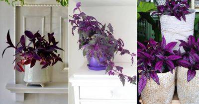8 Stunning Purple Trailing Plants to Grow Indoors - balconygardenweb.com