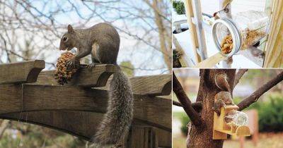 9 Squirrel Feeder DIY Ideas For The Garden - balconygardenweb.com