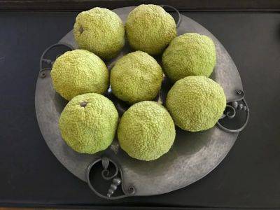 Osage oranges; plant overwintering & food preservation; upside-down pots on stakes: q&a with ken druse - awaytogarden.com - Britain - New York - state New York