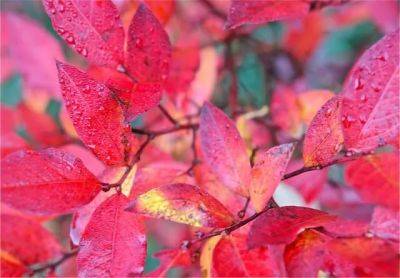 12 trees and shrubs for great fall foliage color - awaytogarden.com - Japan - North Korea