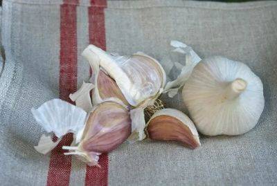 How to grow garlic (and 2 new ones i'm trying) - awaytogarden.com - Germany - county Hardy - county Garden