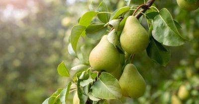 When and How to Water Pear Trees - gardenerspath.com