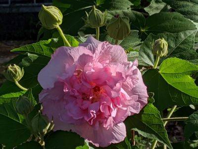 Cotton Rose Mallow - hgic.clemson.edu - state South Carolina