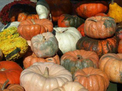 Healthy Tips – Pumpkins - hgic.clemson.edu - Usa - state Illinois