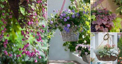 24 Best Trailing Perennials for Hanging Baskets and Plant Arrangements - balconygardenweb.com - Britain