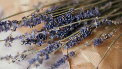 Lavender: how to grow and care for it | House & Garden - houseandgarden.co.uk - Britain - India