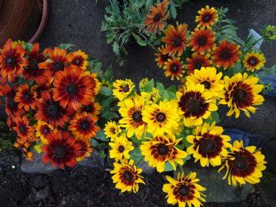Gaillardia Bring Sunshine like Flowers to Borders - gardenerstips.co.uk