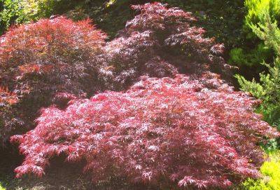 Cultivating Japanese Maples -Acer - gardenerstips.co.uk - Japan