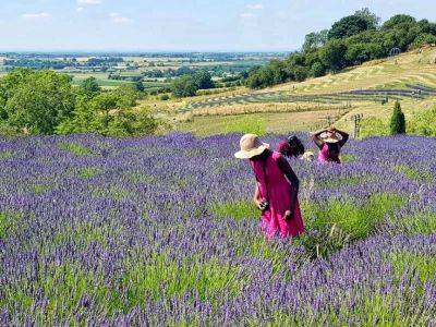 Photogenic & Aromatic Lavender - gardenerstips.co.uk - Britain - France - Spain