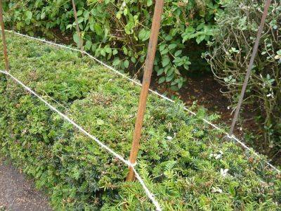 Trim a Straight and Floral Hedge - gardenerstips.co.uk