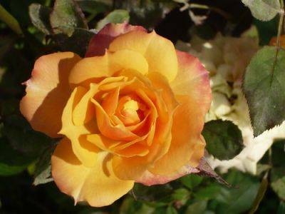 Roses Cultivation Month by Month - gardenerstips.co.uk