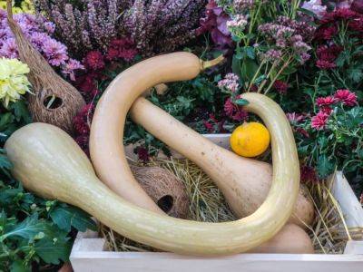 Rare Types Of Squash To Grow In Your Garden - gardeningknowhow.com