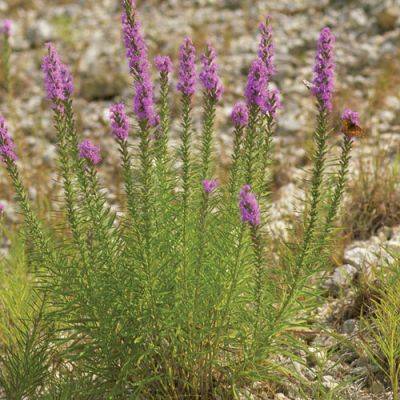 Pollinator Plants for the Southern Plains - finegardening.com - Usa