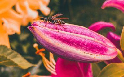 Are Wasps Essential for the Garden? - jparkers.co.uk