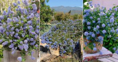 How to Grow Ceanothus Joyce Coulter | Creeping Mountain Lilac Care - balconygardenweb.com