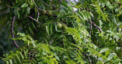 33 of the Best Plants to Grow Under Black Walnut Trees - gardenerspath.com