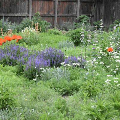 Perfect Plant Combinations for the Mountain West - finegardening.com