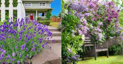 Lilac vs Lavender: All the Differences - balconygardenweb.com
