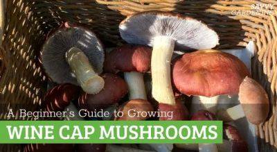 Growing Wine Cap Mushrooms: An Easy Beginner’s Guide - savvygardening.com