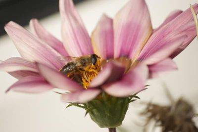 Book review: The Secret Lives of Garden Bees - theunconventionalgardener.com - Britain