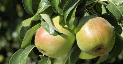 Winter and Summer Pears: What’s the Difference? - gardenerspath.com