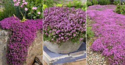 Everything About Planting and Growing Creeping Thyme - balconygardenweb.com - Greece - region Mediterranean