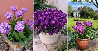 Blue Tulip Meaning | 4 Best Blue Tulips Varieties - balconygardenweb.com