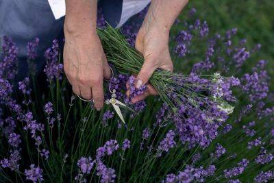 What I Do With My Lavender Harvest - treehugger.com - Britain